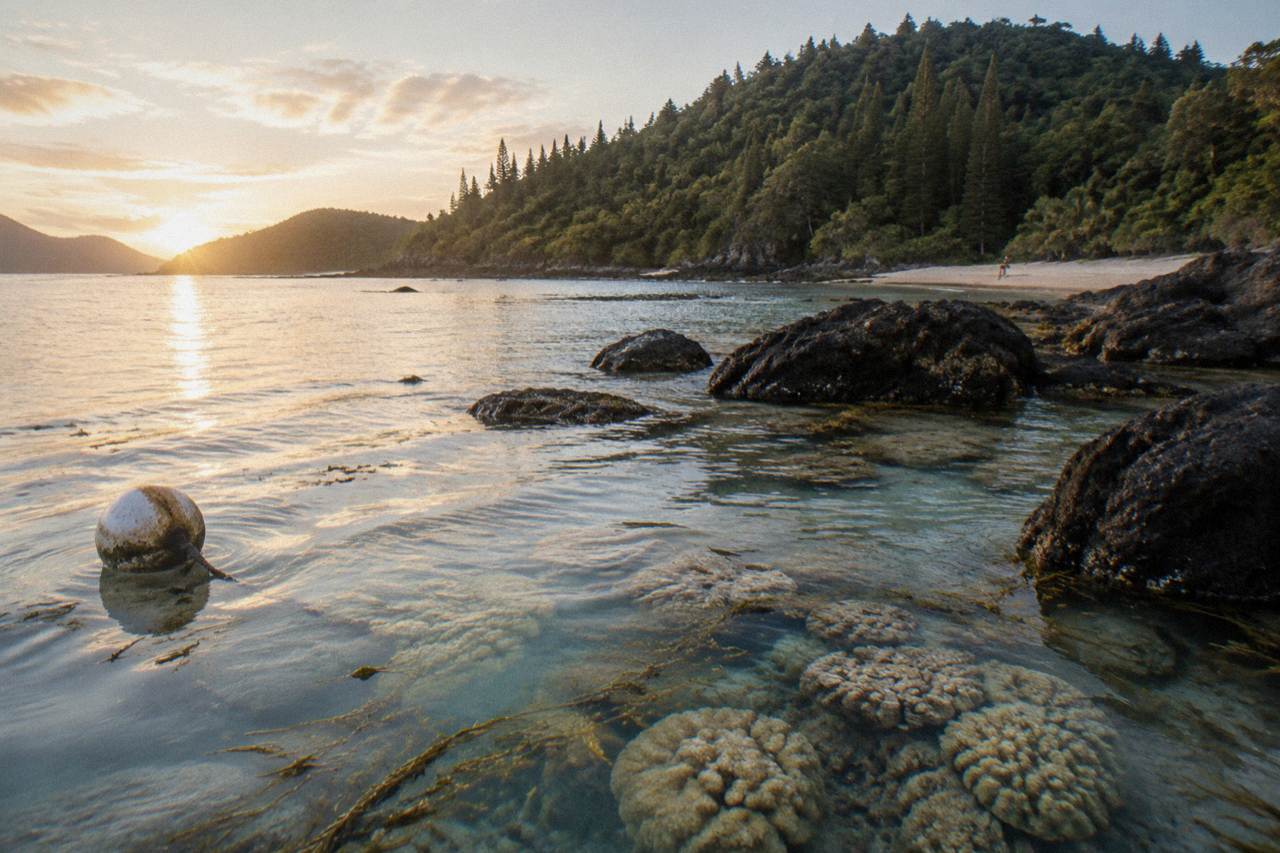 Coral reef in clear shallow water beside a forested Whitsunday island