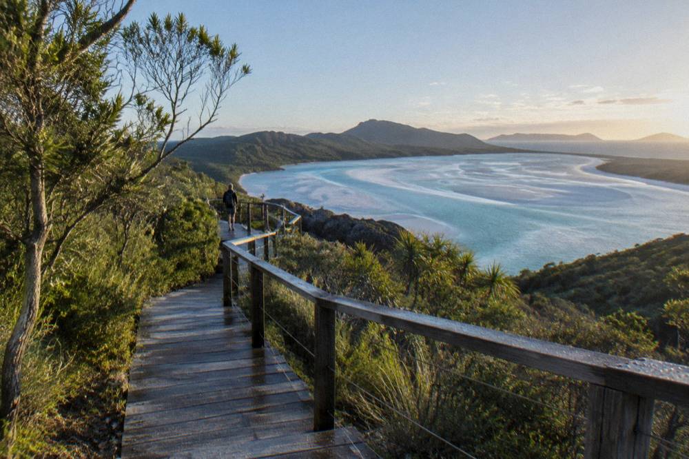 Wooden boardwalk leading through low coastal forest toward a headland lookout