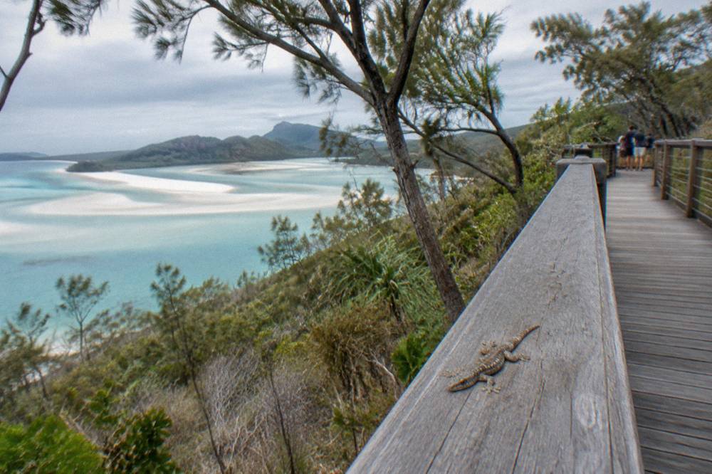 Timber boardwalk leading through low coastal woodland toward the Hill Inlet lookouts on Whitsunday Island