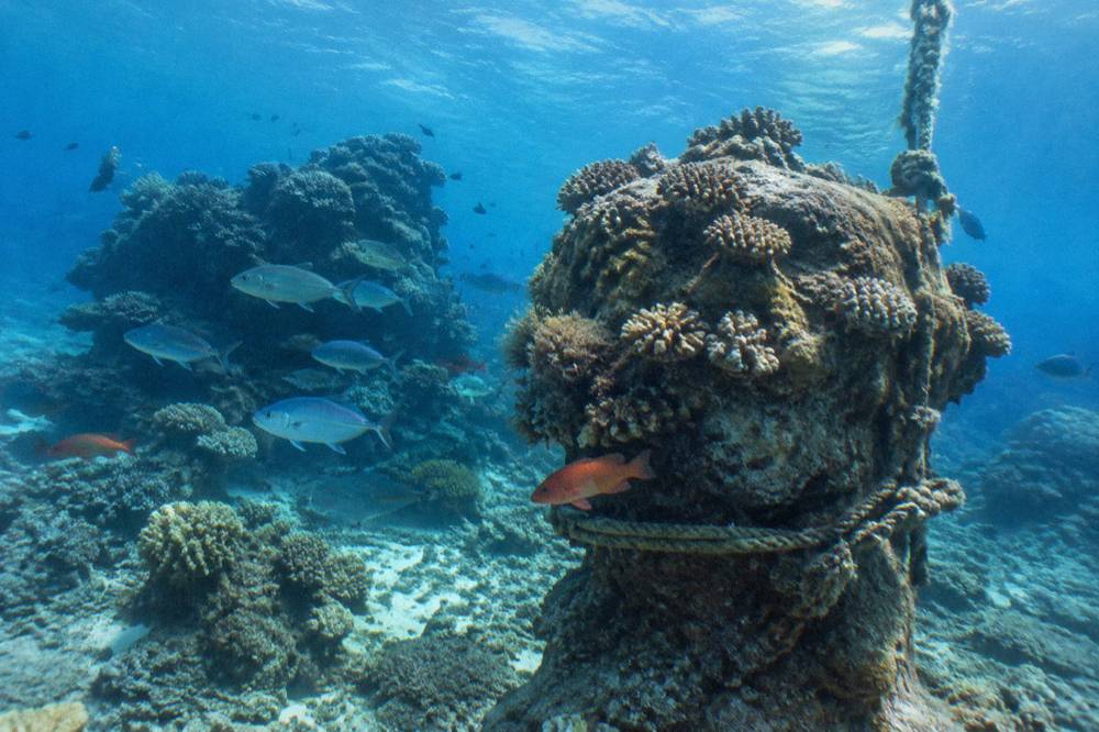 Coral bommies and reef fish in clear sunlit water below the surface