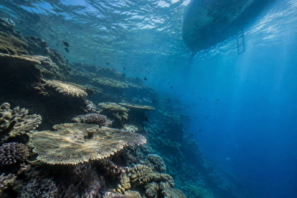 A diver's view of a sloping coral wall fading into deeper blue water