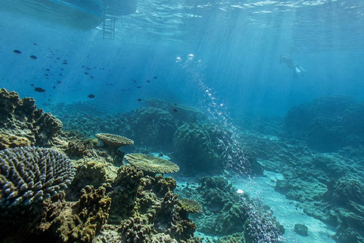 Clear tropical water over a coral reef with fish swimming near the surface