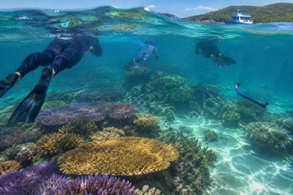 Snorkellers in lycra suits floating above a shallow coral reef